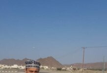 ഒമാനിലെ കൃഷിയിടത്തിൽ വിളഞ്ഞ വലിയ കാബേജ്..