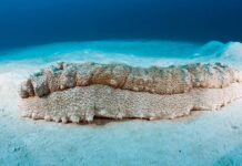 സീ കുക്കുമ്പർ പിടിക്കുന്നതിന് ഒമാനിൽ നിരോധനം