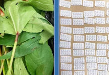 മസ്കറ്റ് വിമാനത്താവളം വഴി മയക്കുമരുന്ന് കടത്താനുള്ള ശ്രമം തടഞ്ഞു