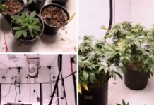 കഞ്ചാവ് ചെടി : കുവൈറ്റിൽ യുവാവിനെ പിടികൂടി